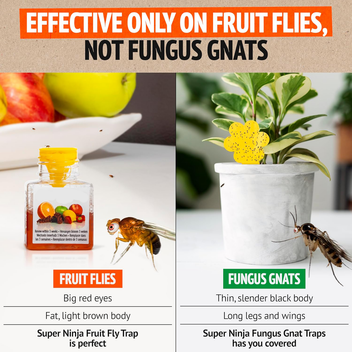 🍎 Fruit Fly Trap | Safe & Effective Kitchen Solution