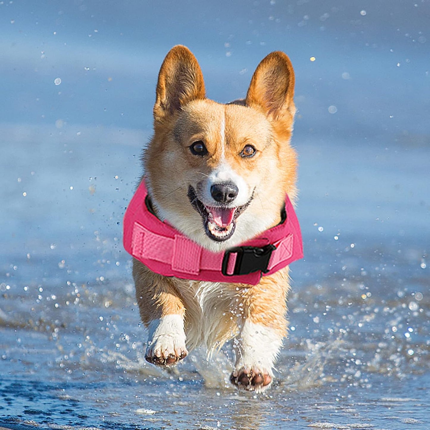 🐶 Small Dog Life Jacket | Shark Fin Design for Safe & Stylish Water Play 🌊